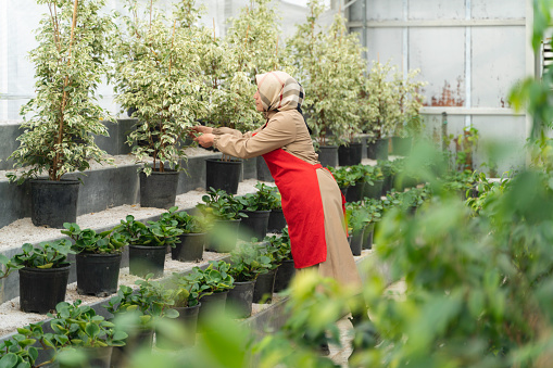 image of young entrepreneur woman growing potted plants in greenhouse. young woman wearing red apron recording information of potted plants. Shot in natural light with a full-frame camera.