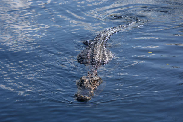 American Alligator - profile
