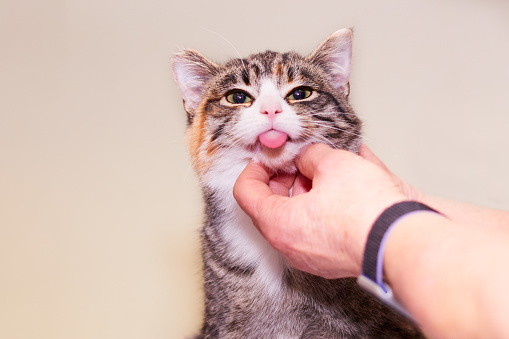 Tabby cat stinking her tongue out white her owner scratching her chin