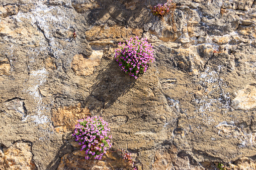 Blooming purple aubrieta flowers growing on a stone wall