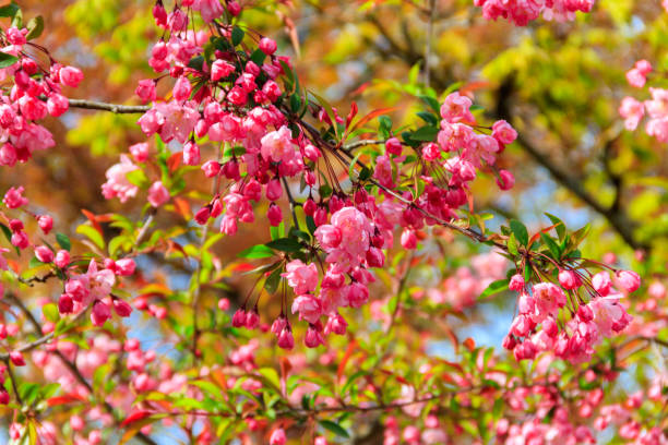 istock Pink blossoming cherry tree in garden at spring 1471511087