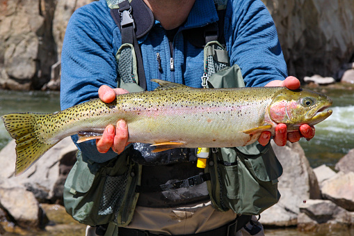 Fresh caught steelhead in Idaho