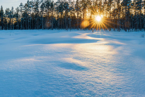 istock Sunset light shine through pine tree forest over large snowdrifts. Scenic Sun rays in winter forest, Northern Sweden, Vasterbotten, Umea 1471511705