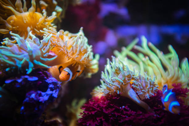 istock Cute clownfish hiding on anemone reef on tropical underwater sea 1471512657