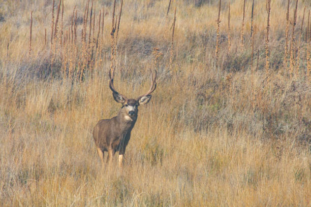 istock Big mule deer buck in Hells Canyon, Idaho 1471512779