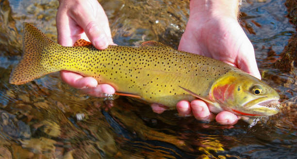 istock Westslope cutthroat trout caught and released in Idaho 1471513041
