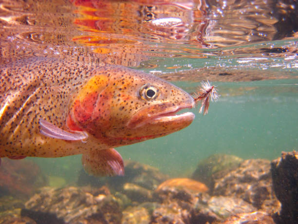 truta fina manchada do rio snake capturada em uma mosca seca em idaho - cutthroat trout - fotografias e filmes do acervo