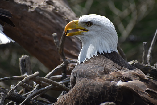 Bald eagles wait patiently for our cameras as they enjoy a day the spotlight.  Herman Park Zoo in Houston, Texas. 3/2023