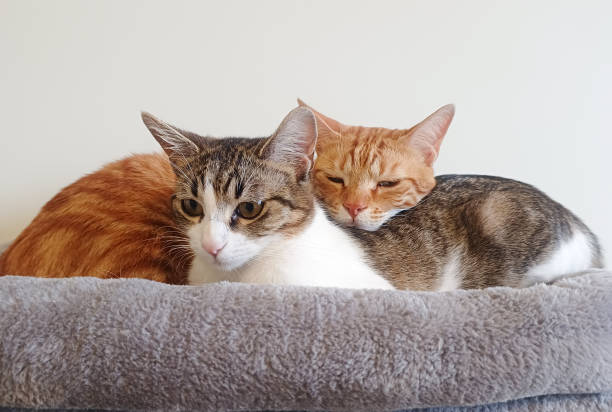 istock Two cats are sleeping. One ginger cat and one multicolor cat 1471516163