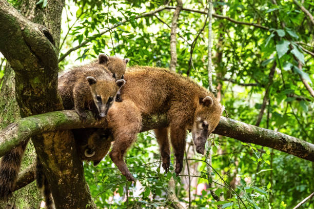 coati sudamericani, coati dalla coda ad anelli, nasua nasua alle cascate di iguazu, puerto iguazu, argentina - coati foto e immagini stock