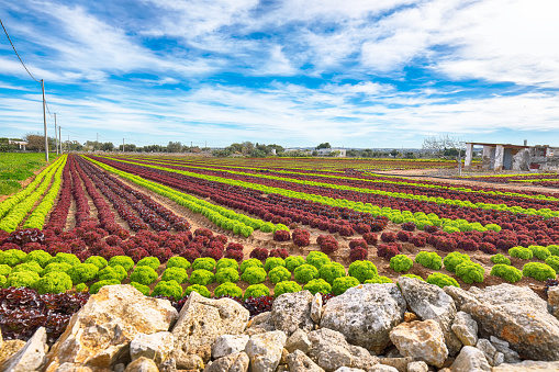 Growing salad lettuce on field in Puglia region. Agricultural industry. Italy