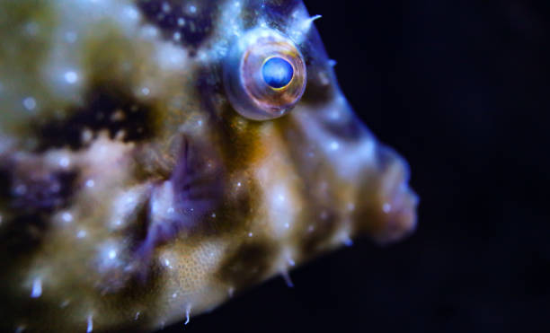 istock A close up of a luminescent fish 1471522443