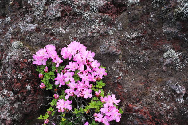 istock Miyama Kirishima blooming on lava rocks 1471522763