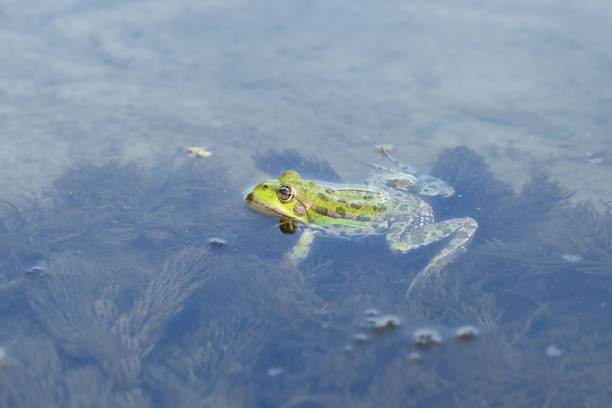 Green frog swims in a shallow river above algae.
