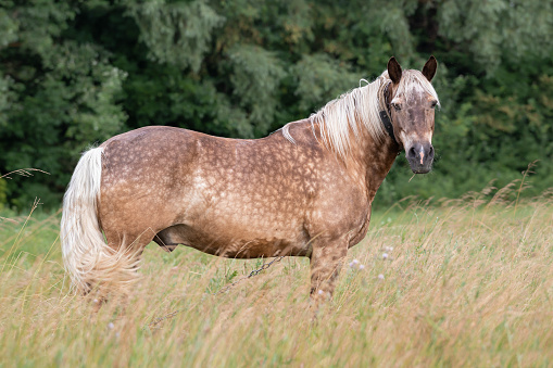 Ranch horse.An old horse with a chain around his neck grazes summer in the field.
