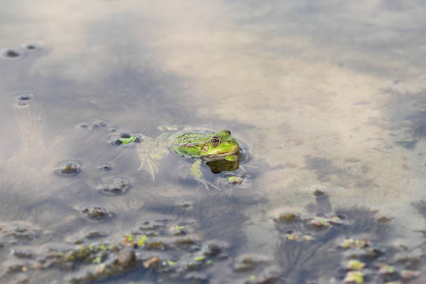 istock Green frog swims in a shallow river above algae. 1471525169