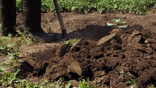 Tillage. Farmer digging in garden spade soil shovel digging spade grass. Gardener digging soil preparation. Man shoveling dirt shovel in ground. Gardening. Farming garden work in rubber boots farm