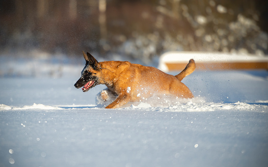 A female Belgian Shepherd Malinois in excellent physical condition rushes through a snowy meadow swiftly on a sunny day against the backdrop of a winter forest.