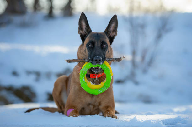 Portrait of belgian shepherd malinois dog with two toy rings and wooden stick stock photo