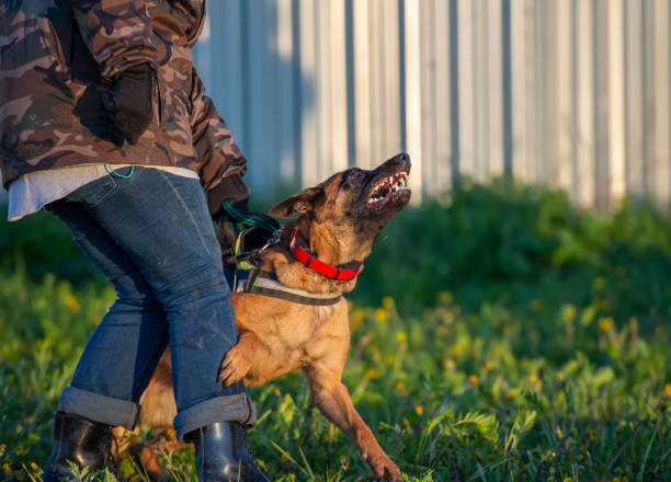 Protection work training with belgian shepherd malinois dog stock photo