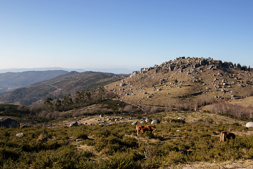 Landscape with cows in the protected area of Corno de Bico (Portugal)