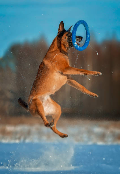 Young belgian shepherd malinois jumping in the snow stock photo