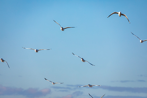 Sea birds flying through blue sky in morning light. Shot on the south east coast of Australia.