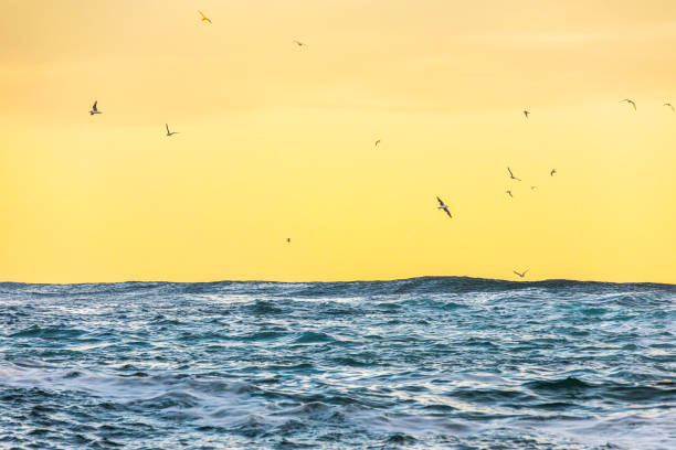 Rough ocean surface in dramatic golden light with sea birds flying above. Shot on the south east coast of Australia.