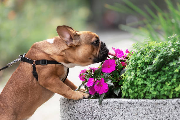 cão de buldogue francês bonito lambendo e cheirando flores ao ar livre - dog eating pets licking - fotografias e filmes do acervo