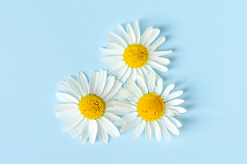 Three daisy flowers on blue background. Close up. Flat lay.