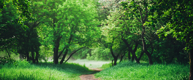 Scenic landscape with beautiful lush green foliage. Footpath under trees in park in early morning in mist. Colorful scenery with pathway among green grass and leafage. Vivid natural green background.