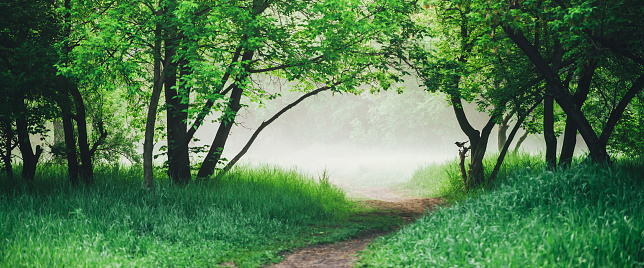 Scenic landscape with lush green foliage. Crow on branch. Raven on tree. Footpath in park in early morning in mist. Scenery with pathway among green grass and leafage. Vivid natural green background.