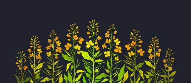 Vector illustration of Mustard, rapeseed flowers. Aroma sauce, herb spice
