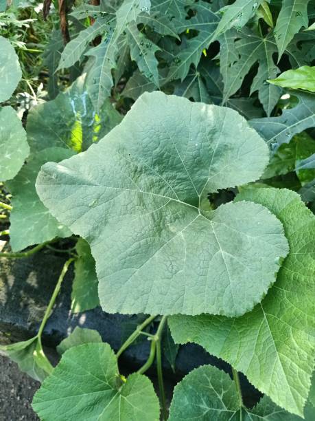 istock Crookneck squash plant 1471536420