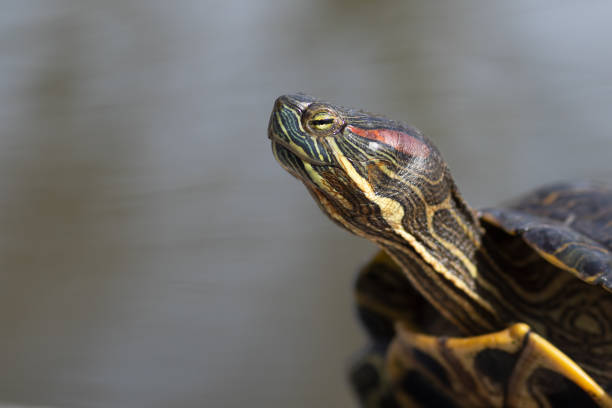 istock Water turtle on stone at lake, close-up macro 1471536616