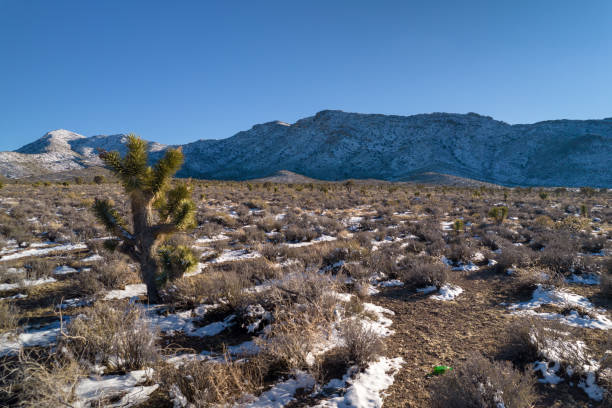 neve nelle montagne della california. vista aerea su cactus con neve durante le ultime giornate invernali. - inversion layer foto e immagini stock