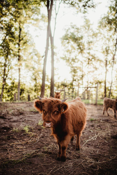Baby long haired highland cow outdoors