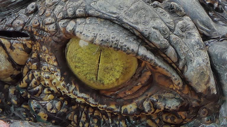 Siamese Crocodile, Crocodylus siamensis, floating in river