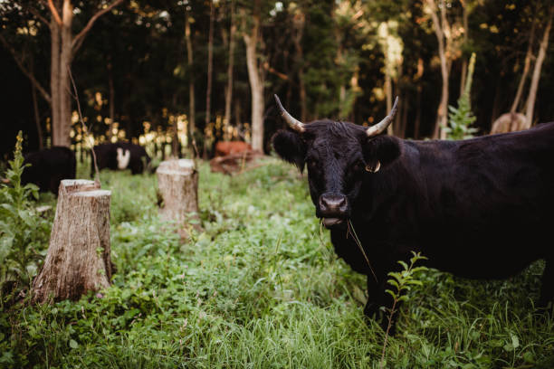 cattle lying and resting in the herd. farm animals while resting in the countryside