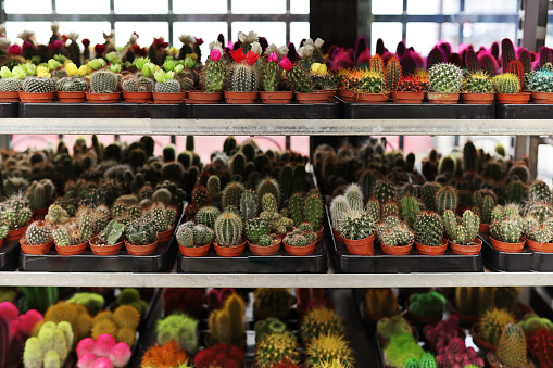 Many different cacti in pots on a shelf