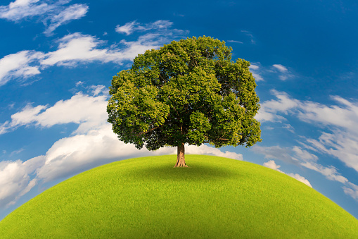 Alone single tree on green grass lawn with blue sky background. Earth day, Environment day, Sustainable development or eco friendly concept