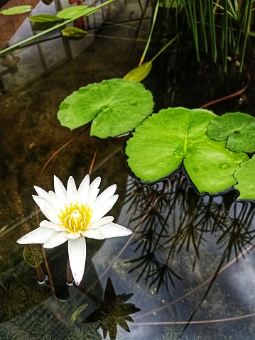 A white lotus flower floats above the water in the pond. There are leaves and water plants. In the pond, there were still reflections of the sky and clouds. Daylight shots in Bangkok, Thailand