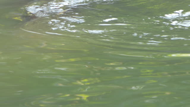 Siamese Crocodile, Crocodylus siamensis, floating in river