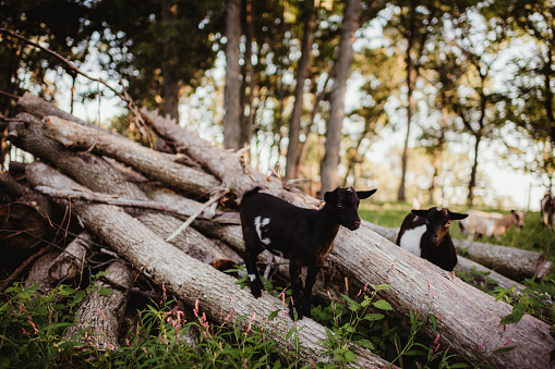 Goats climbing on logs