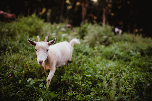 Goat in a pasture
