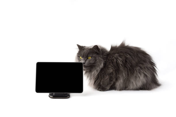 istock Cute fluffy gray cat sitting beside digital wireless tablet 1471548154