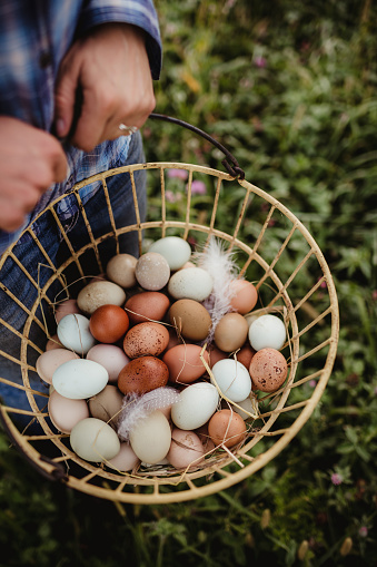 Multicolored eggs in a wire basket