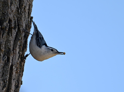 White breasted Nuthatch with seed from feeder