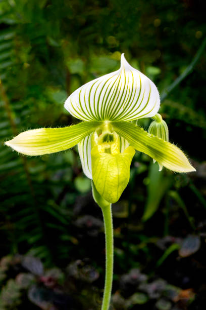 Macro image of a Lady’s Slipper Orchid