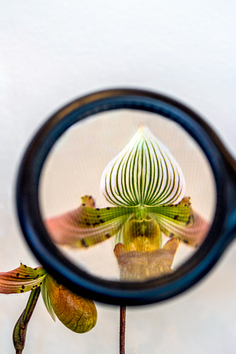 Lady’s Slipper Orchid behind a magnifying glass